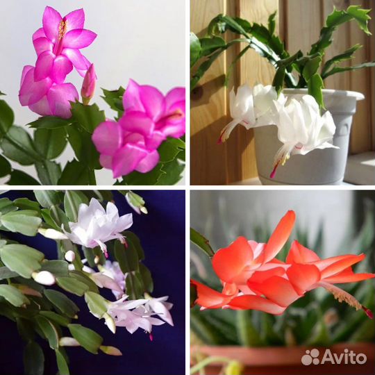 Декабрист шлюмбергера пасхальник взрослый отводки