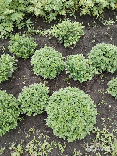 Хризантемы мультифлора