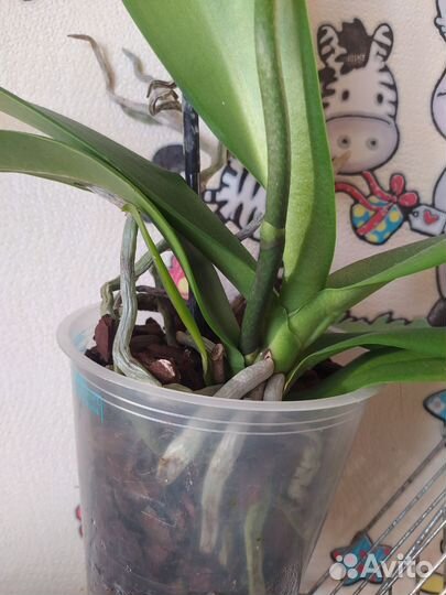 Орхидея дикий кот