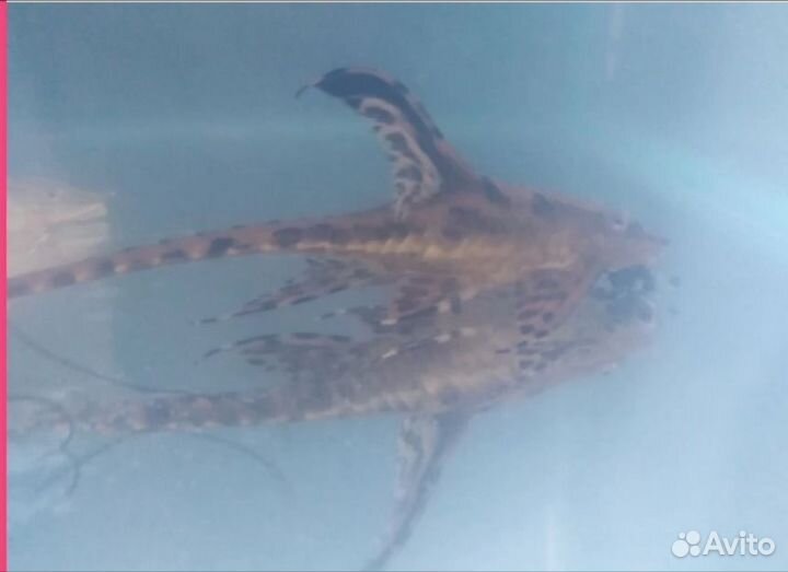 Стурисома панамская, анциструсы