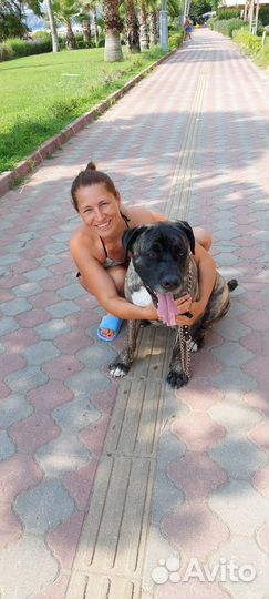 Передержка собак, догситтер, выгул