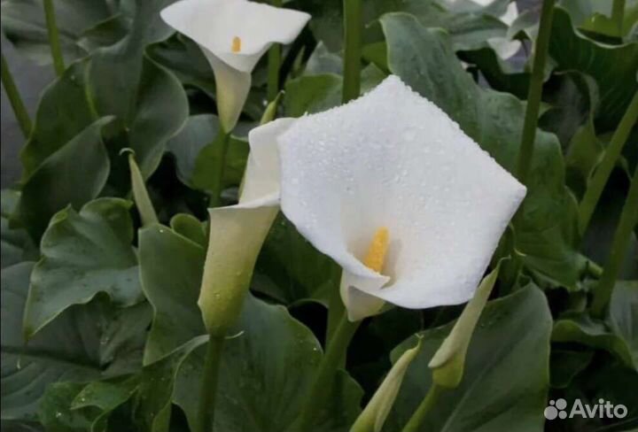 Калла эфиопская