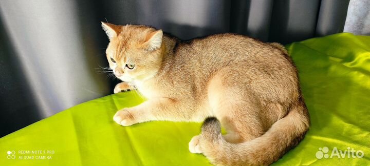 Шотландский кот на вязку (золотая шиншила)