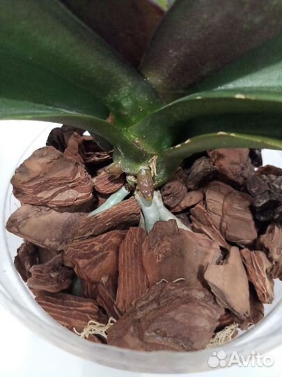 Орхидея фаленопсис