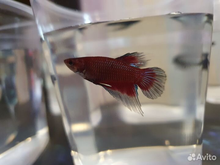 Самки петушков