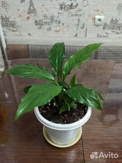 Спатифиллум