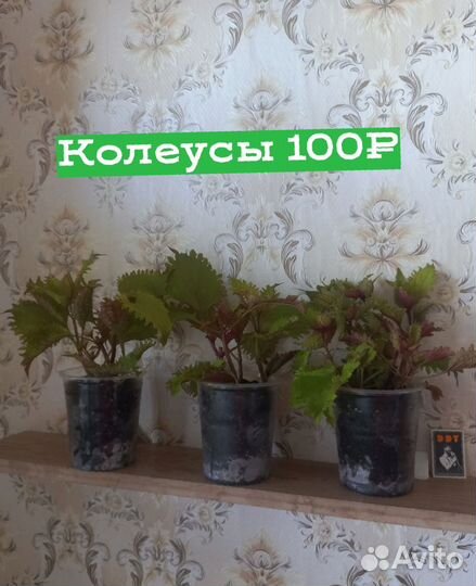 Комнатные растения