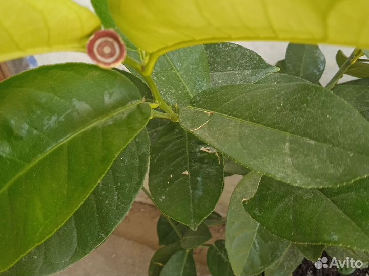 Саженцы мушмулы