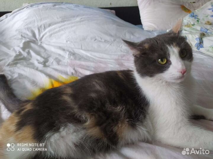 Трехцветная счастливая кошечка