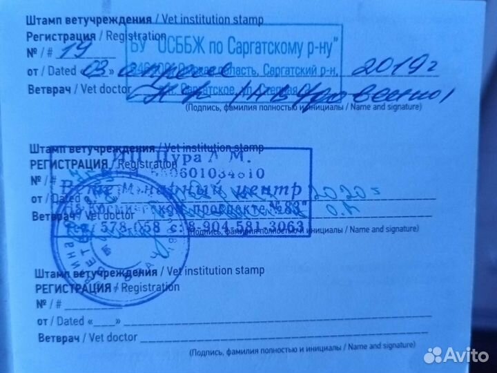 Немецкий шпиц девочка