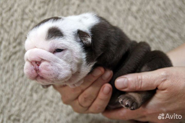 Английский бульдог