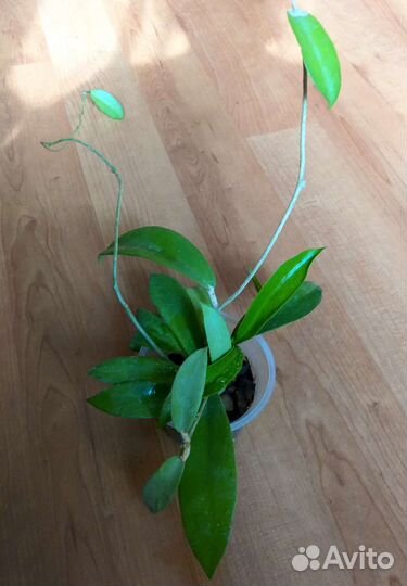 Хойя подростки Pink Dragon