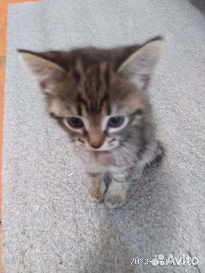 Кошка в дар бесплатно