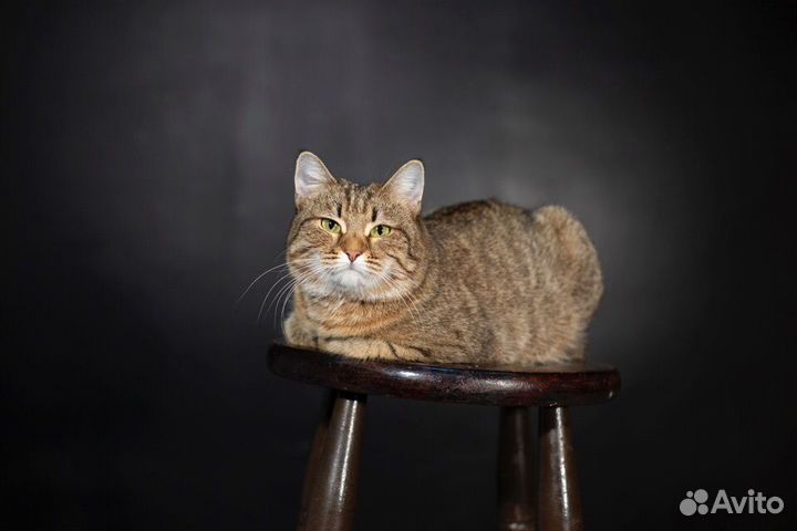 Ласковая кошечка в добрые руки