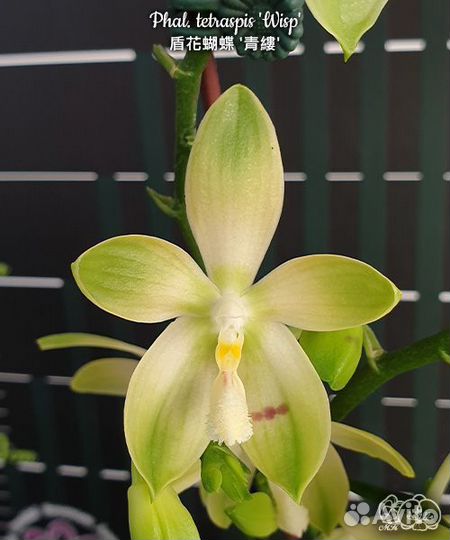 Phal. tetraspis 'Wisp' 2,5 с цветоносом
