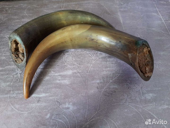 Рога коровы