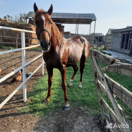 Жеребец 4 года