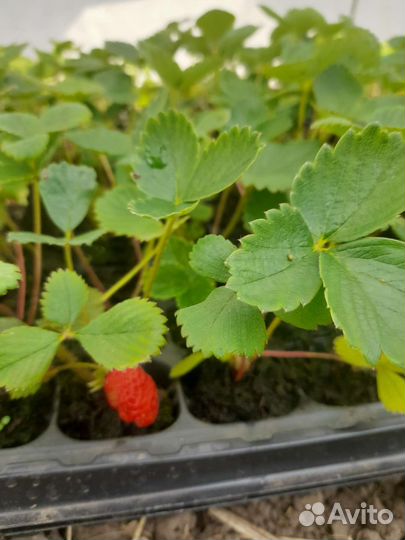 Рассада клубника Кабрилло
