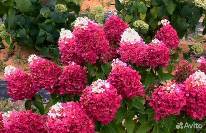 Саженцы гортензии