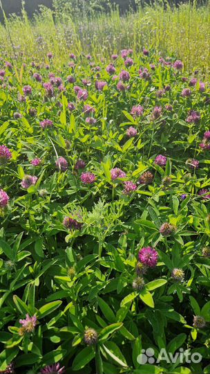 Клевер красный