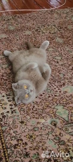 Британский кот