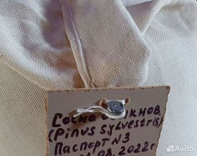 Семена лиственницы сибирской