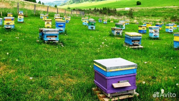 Мёд натуральный из Алтая оптом