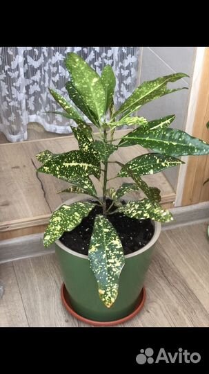 Кротон Аукуба