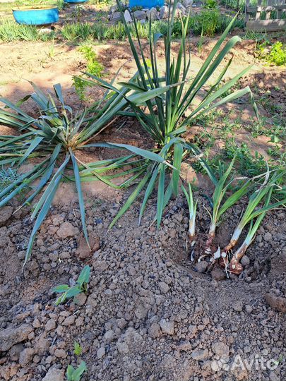 Юкка нитчатая