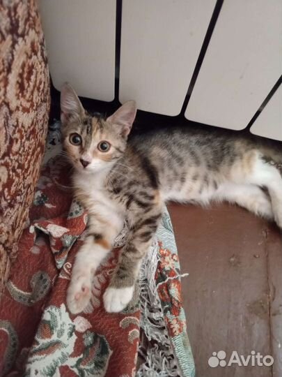 Котенок Злата