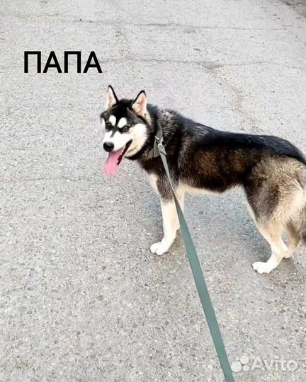 Щенки сибирской хаски мальчик