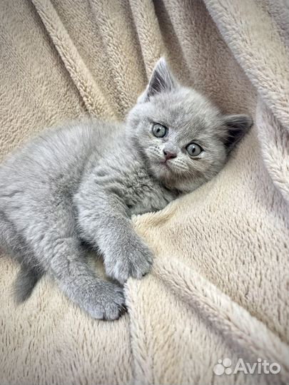 Британские котята