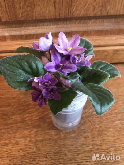 Фиалочка химера DS Лавандовая сказка