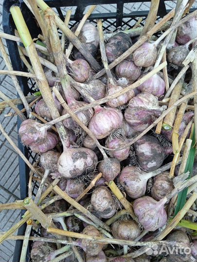 Озимый чеснок домашний