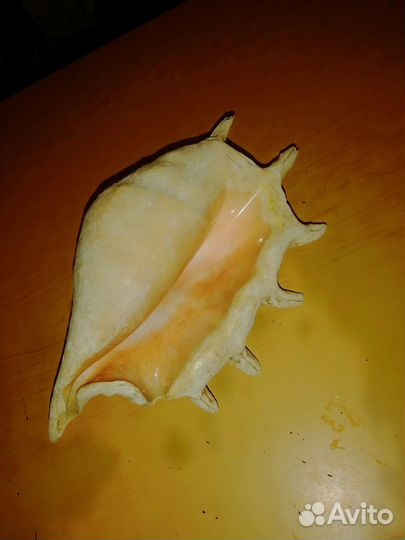 Ракушка морская большая