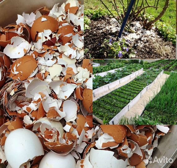 Яичная скорлупа