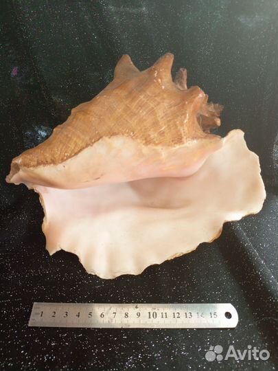 Океанические раковины