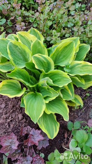 Папоротник, хосты, ирисы, бадан