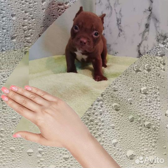 Американский булли покет