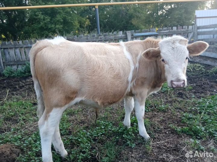 Телята бычки