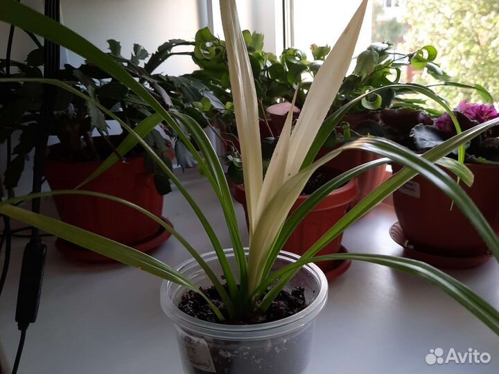 Пальма Панданус