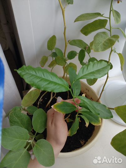 Лимонное дерево и баклажаны