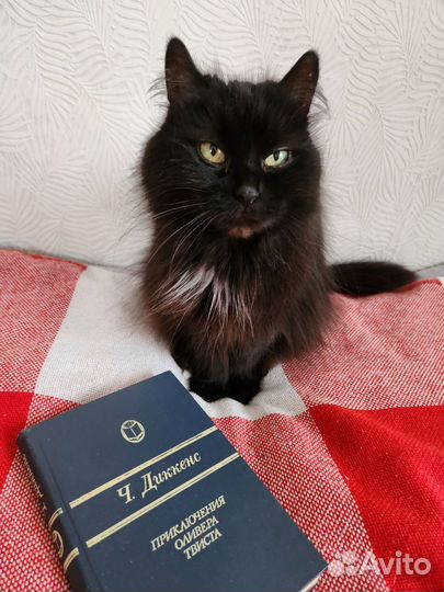 Кошка Дуся продаст книги