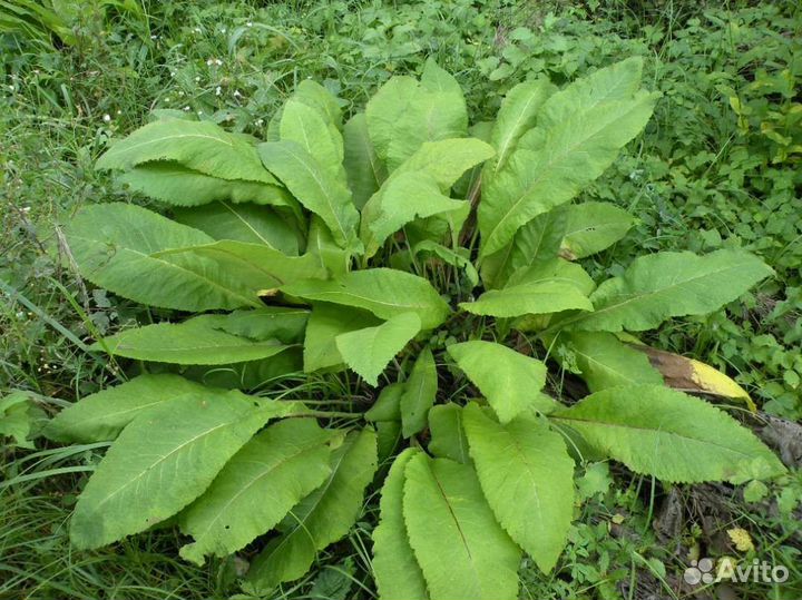 Девясил растение