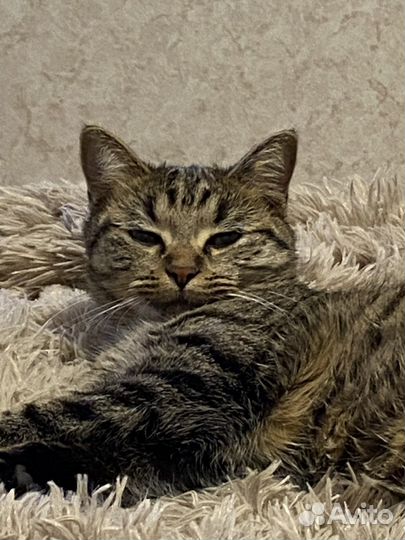 Передержка кошек