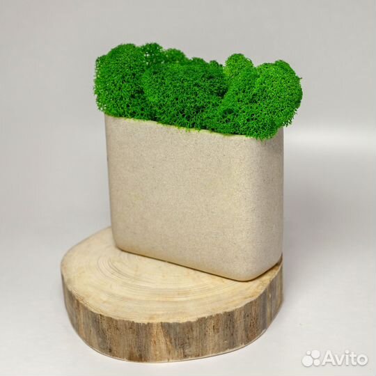 Декоративный мох 100 гр