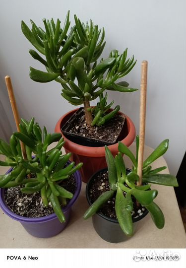 Крассула хоббит