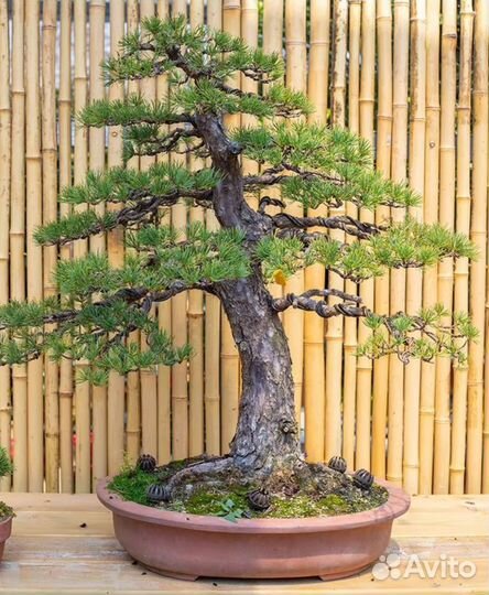 Проволока для бонсай