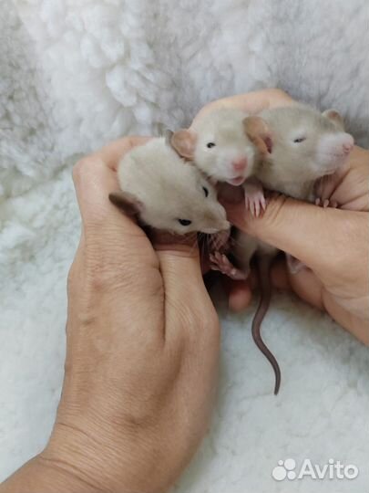 Крыса дамбо сиамские