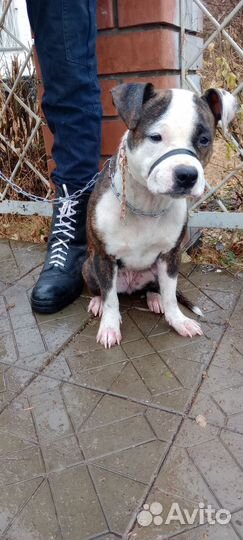 Продам собаку